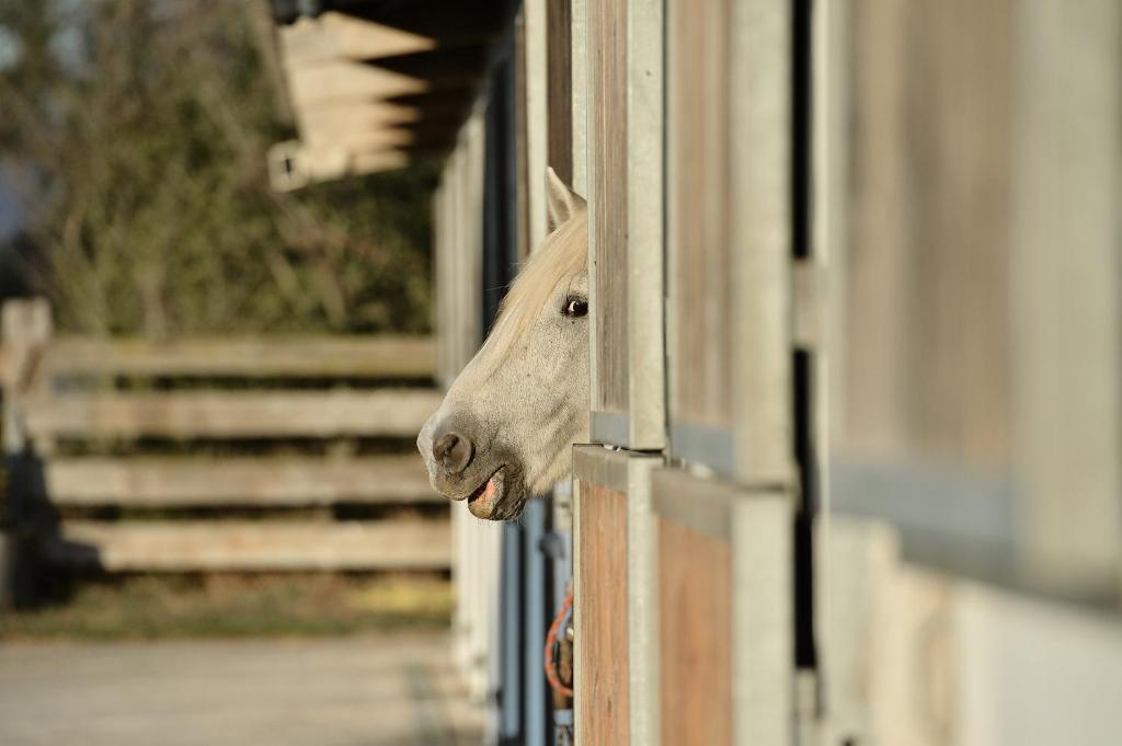 Mas De La Grenouillere Hotel Et Centre Equestre En Pleine Nature Saintes-Maries-de-la-Mer Exterior photo